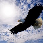 eagle